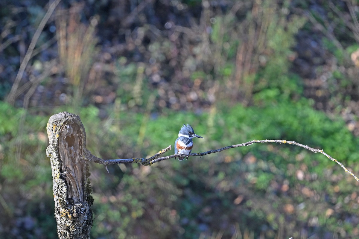 Gürtelfischer - ML647102229