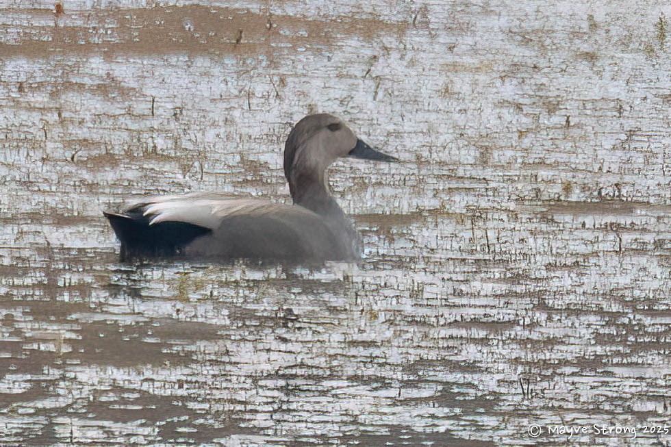 Schnatterente - ML647102230