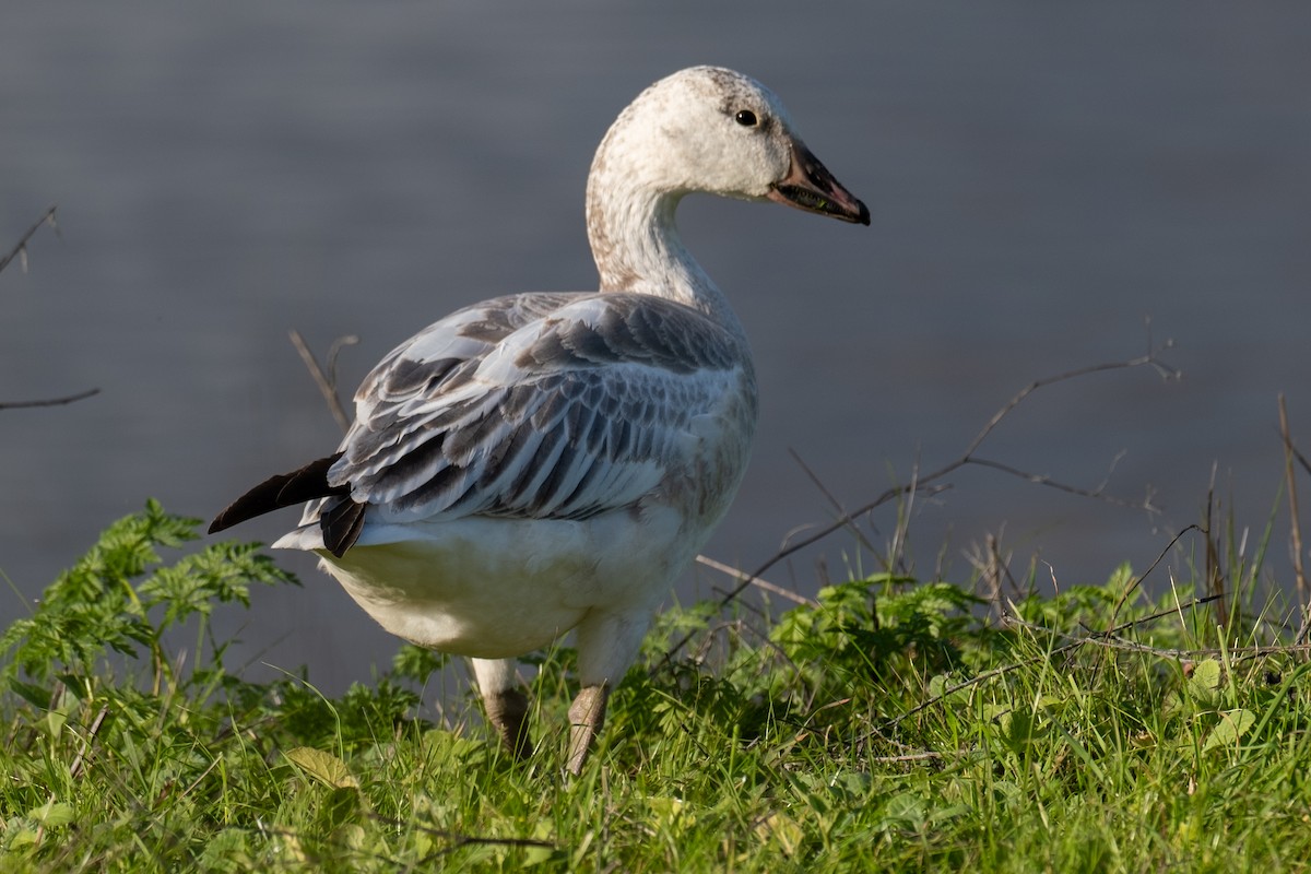 Schneegans - ML647102231