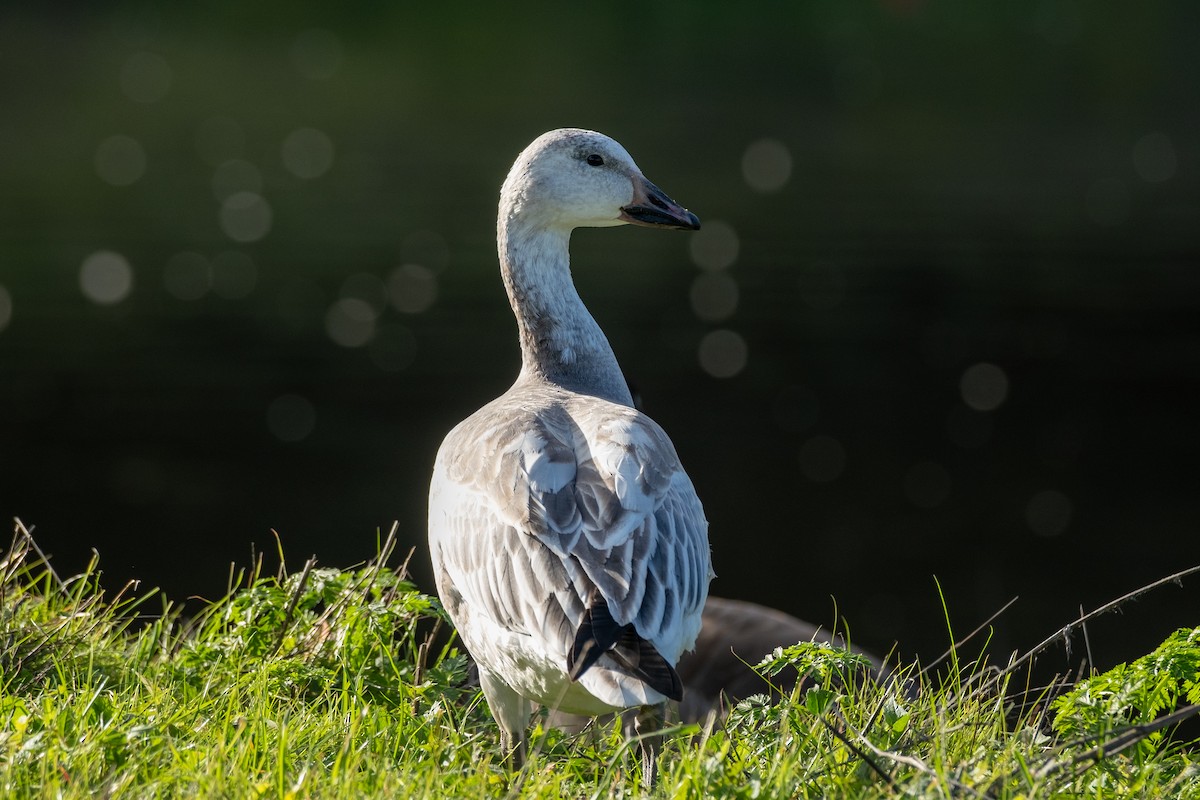 Schneegans - ML647102232