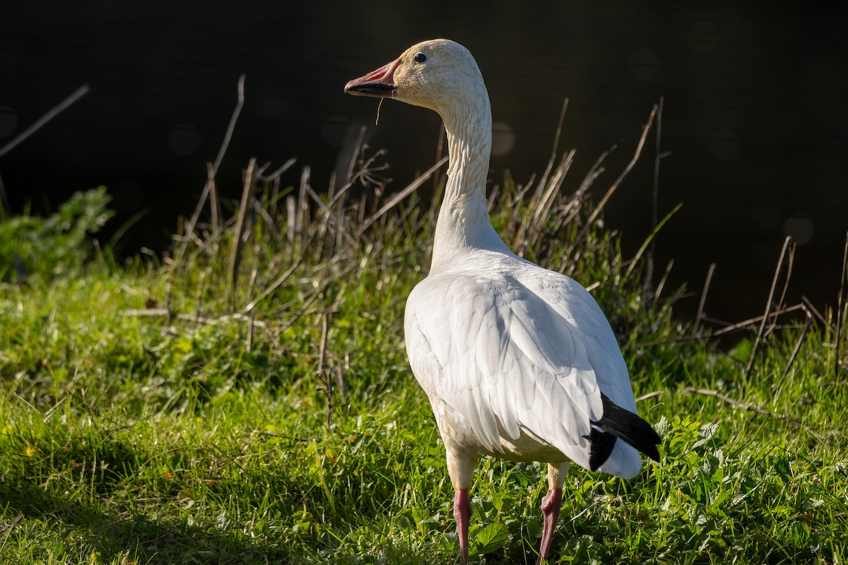 Schneegans - ML647102233