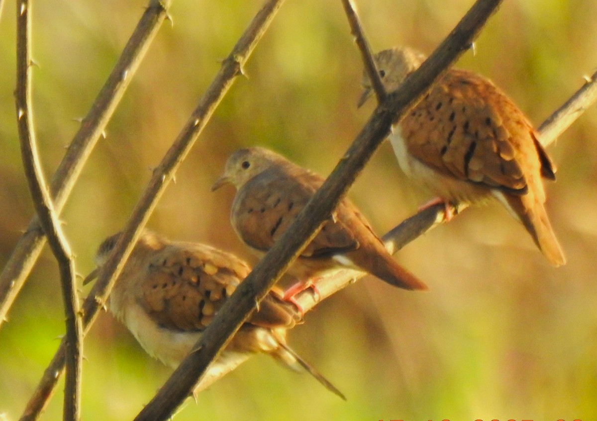 Schmucktäubchen - ML647102234