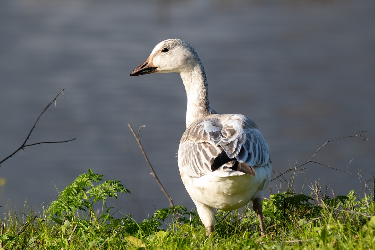 Schneegans - ML647102235