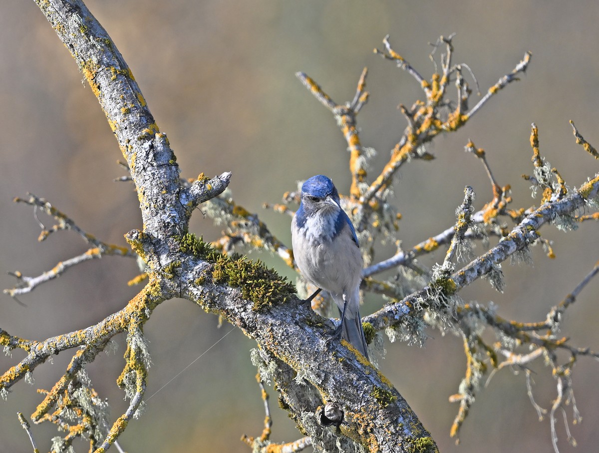 Kalifornienhäher - ML647102236