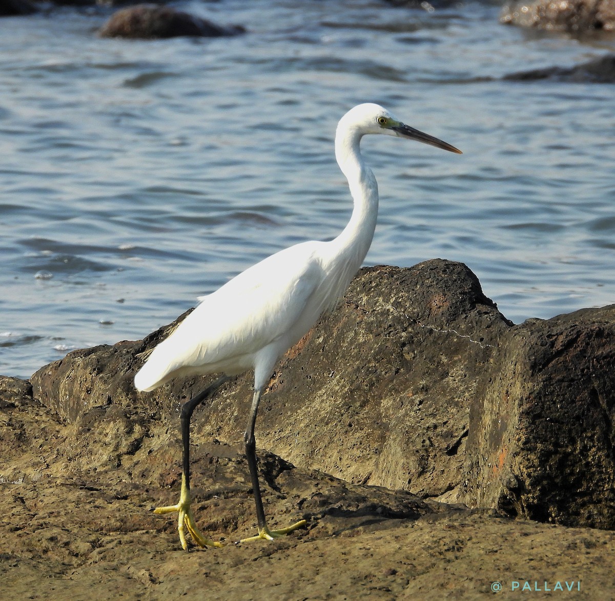 Seidenreiher - ML647102237