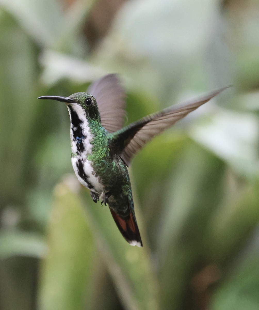 Schwarzbrust-Mangokolibri - ML647102238