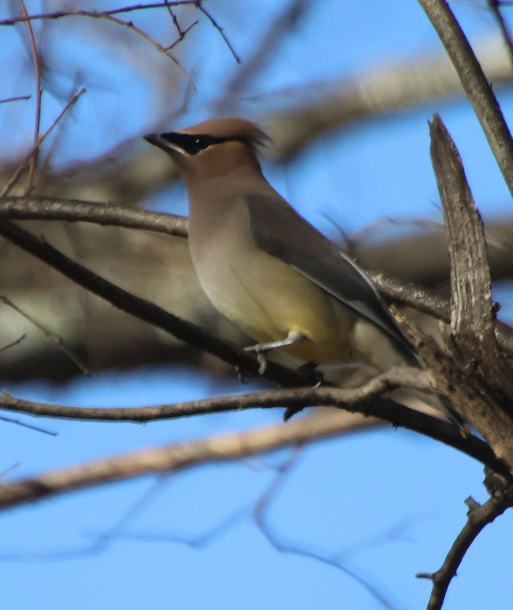 Zedernseidenschwanz - ML647102239