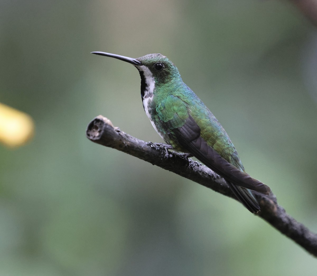 Schwarzbrust-Mangokolibri - ML647102240