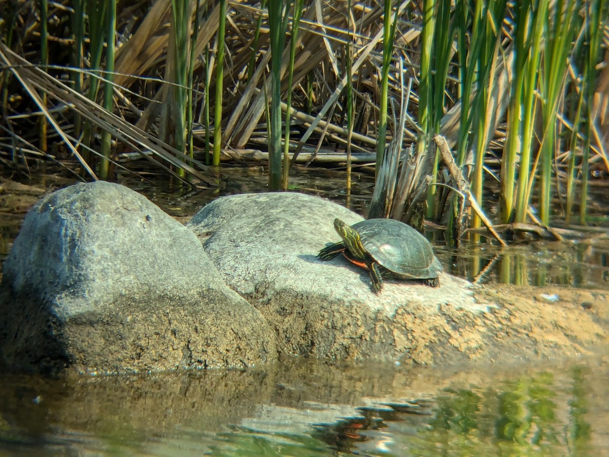 Zierschildkröte - ML647102241