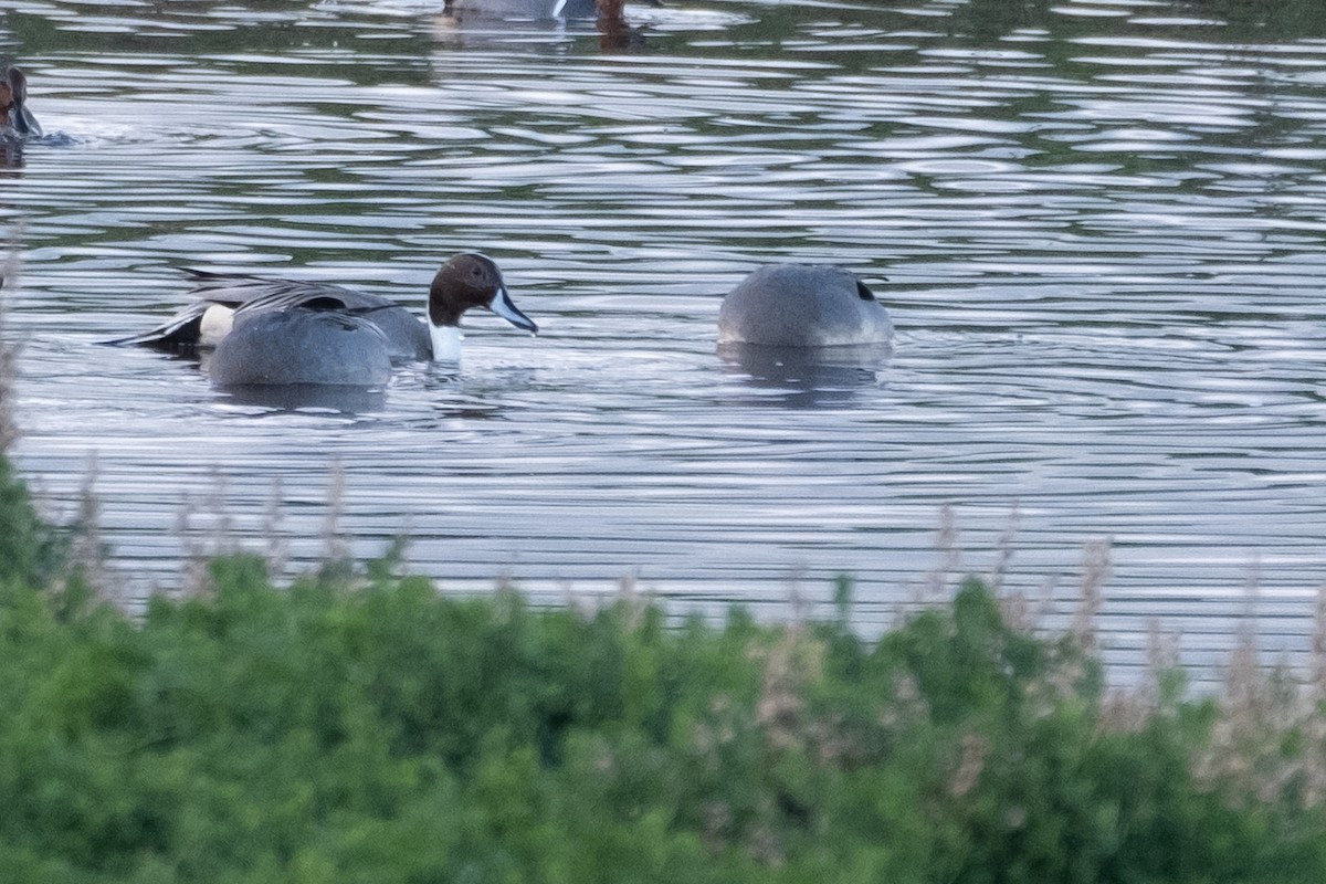 Spießente - ML647102242