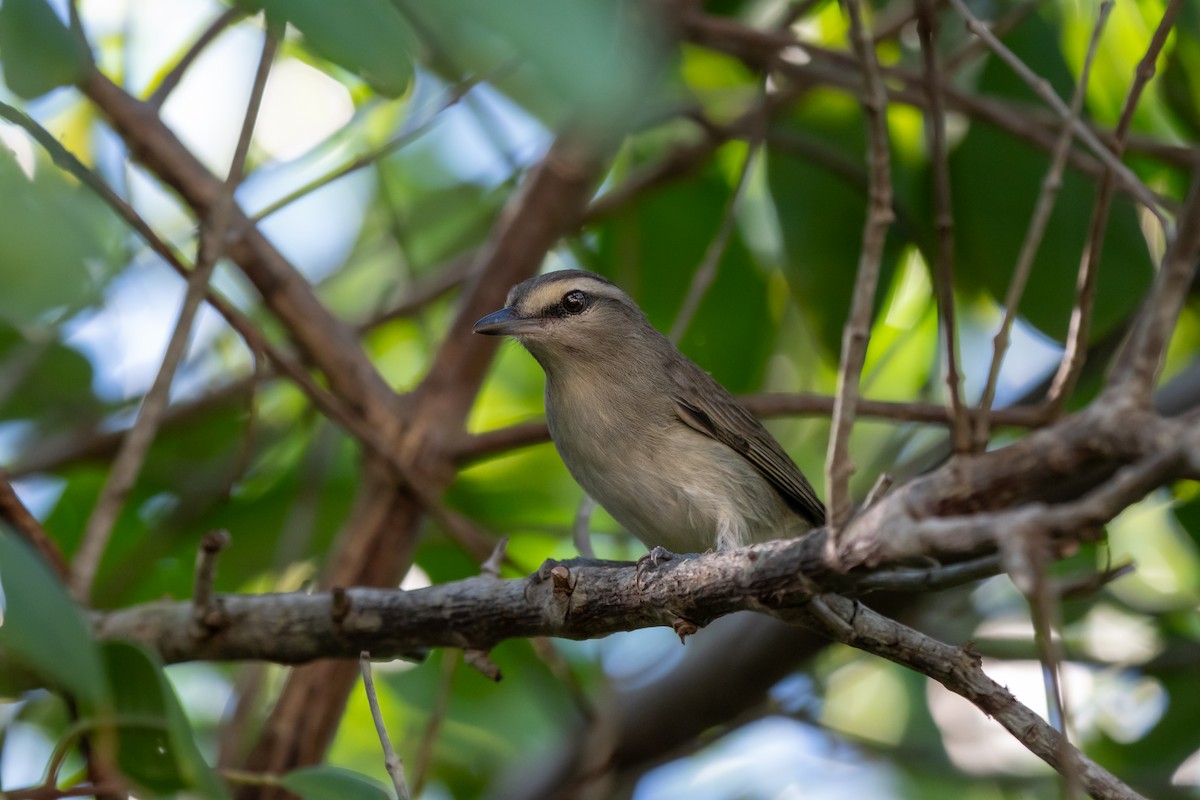 Yucatánvireo - ML647102243