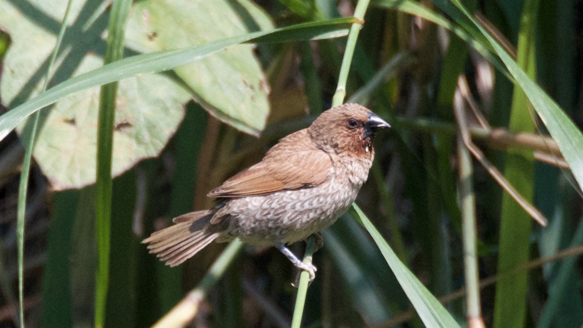 Muskatbronzemännchen - ML647102244