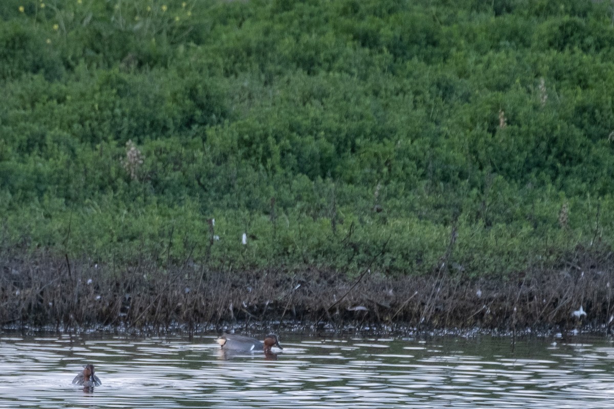 Krickente - ML647102246