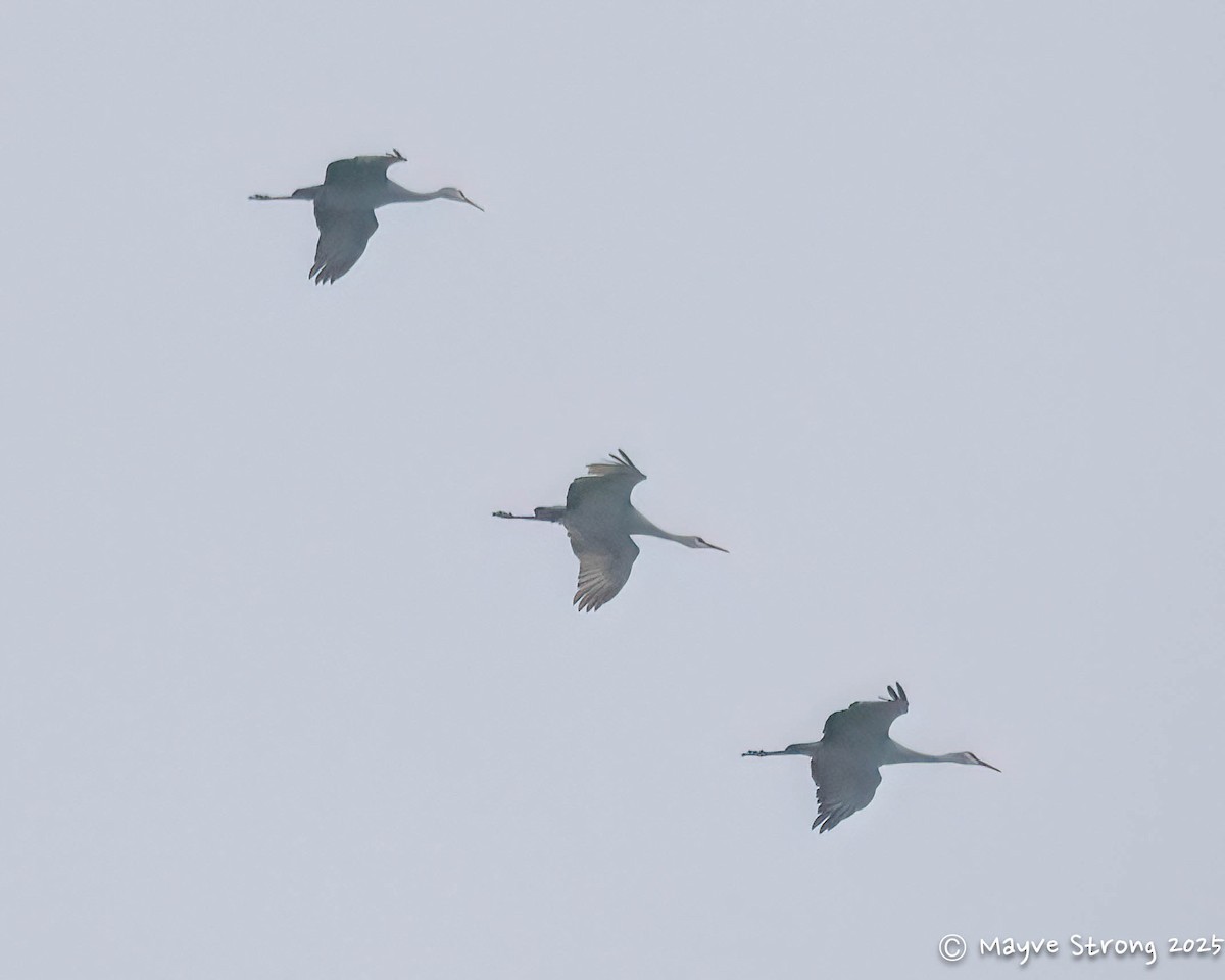 Kanadakranich - ML647102247