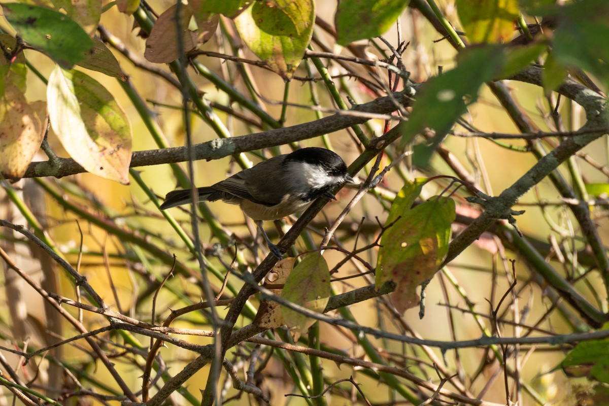 Carolinameise - ML647102248