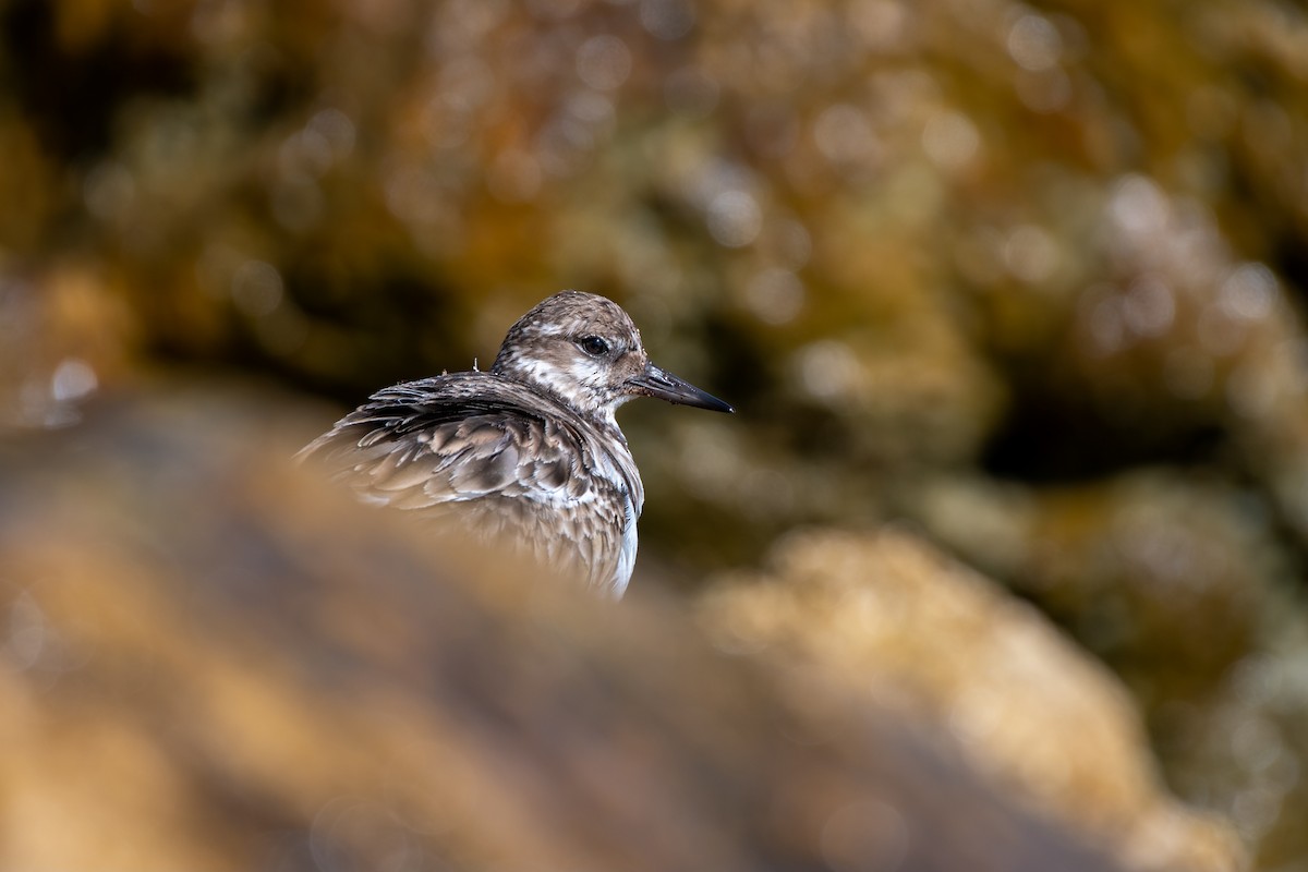 Steinwälzer - ML647102249