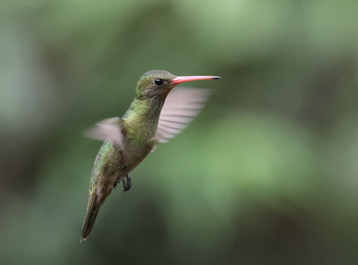 Saphir à queue d'or - ML647102251