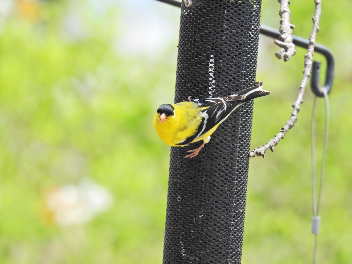 Goldzeisig - ML647102253