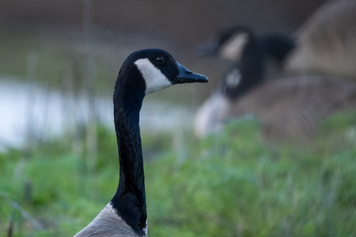 ברנטה קנדית - ML647102257