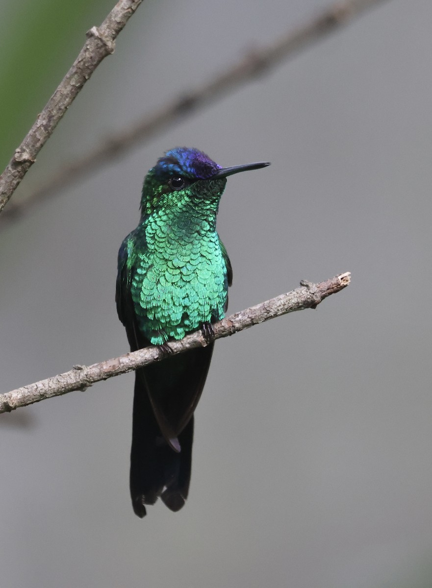 Dryade glaucope - ML647102262