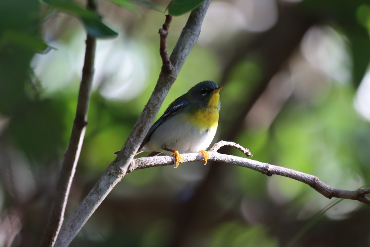 Northern Parula - ML647102264