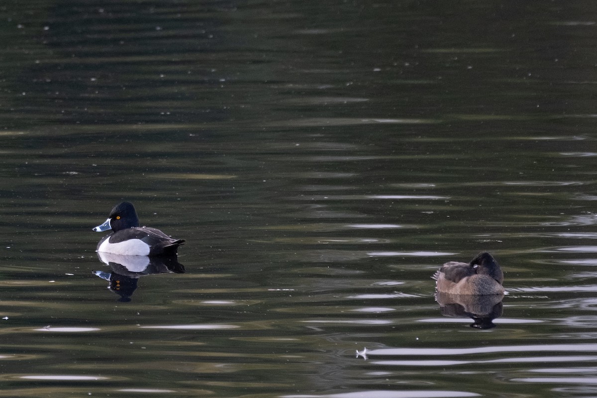 polák proužkozobý - ML647102265