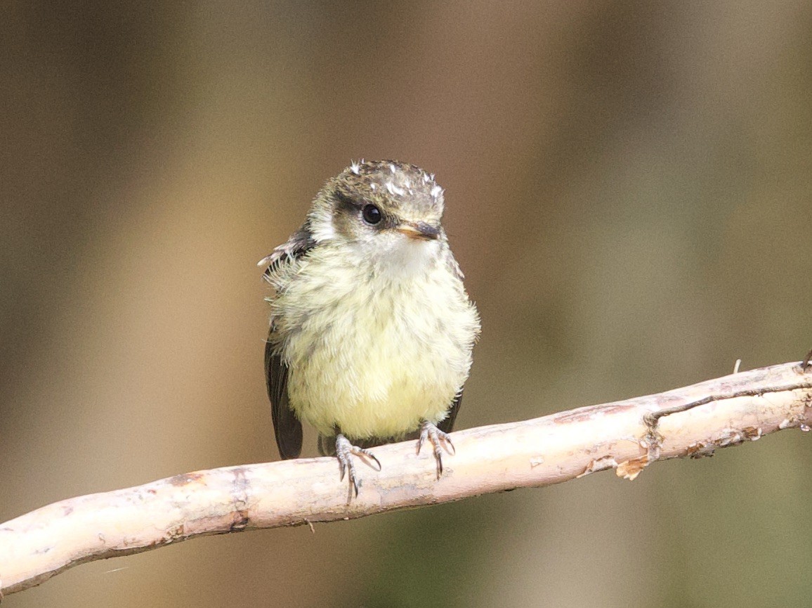 Brujo Flycatcher (Galapagos) - ML647102266
