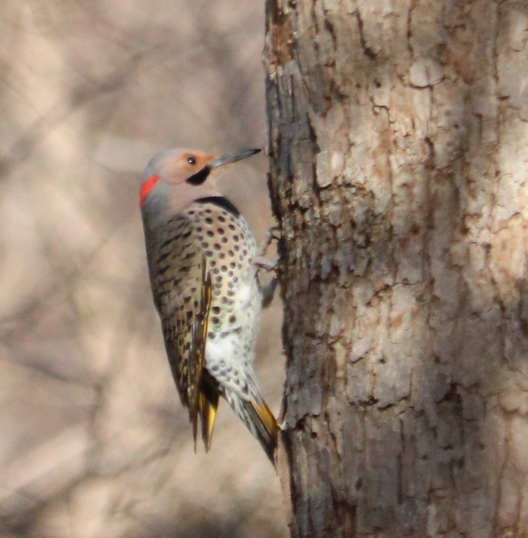 Northern Flicker (Yellow-shafted) - ML647102268