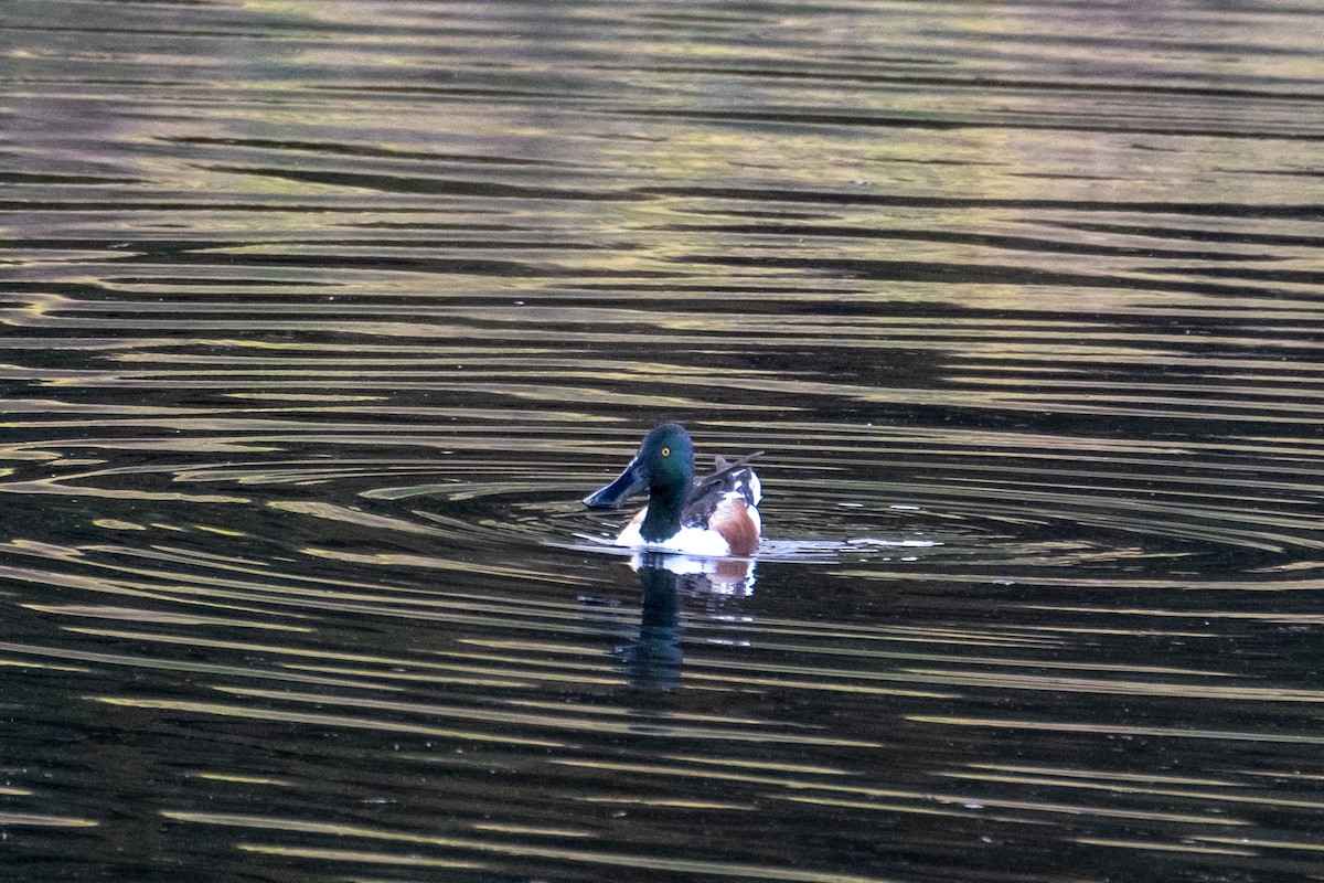 Mestolone - ML647102270