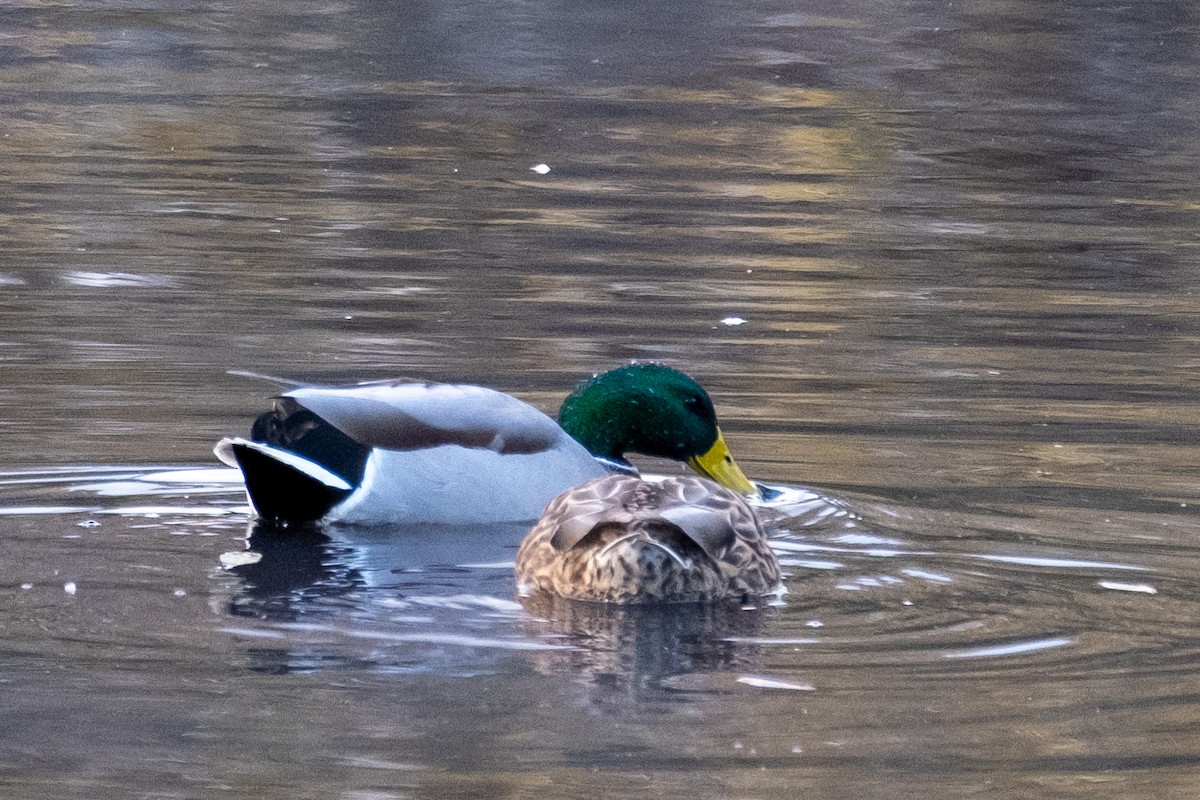 kachna divoká - ML647102280