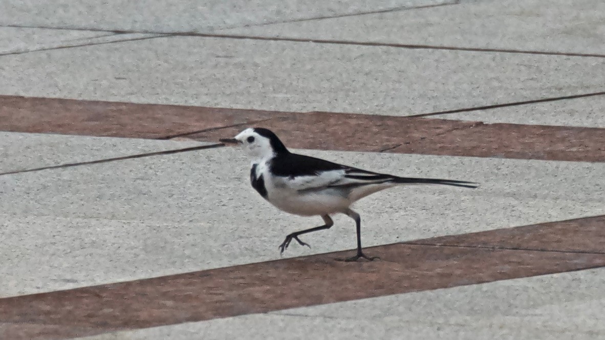 White Wagtail - ML647102283