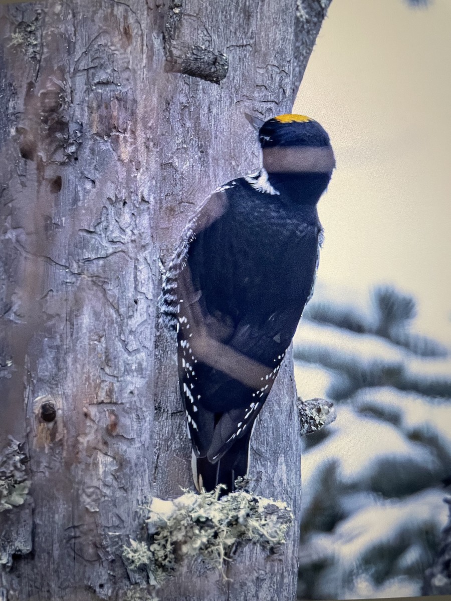 Black-backed Woodpecker - ML647102285