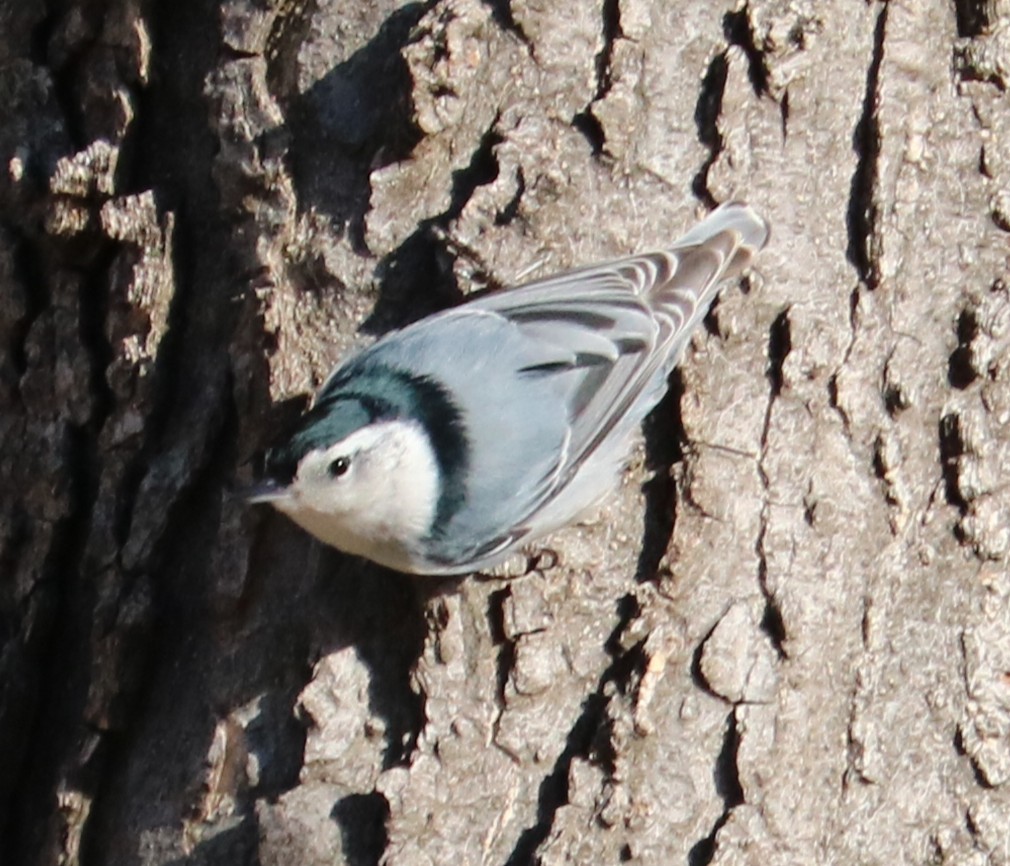 White-breasted Nuthatch - ML647102286