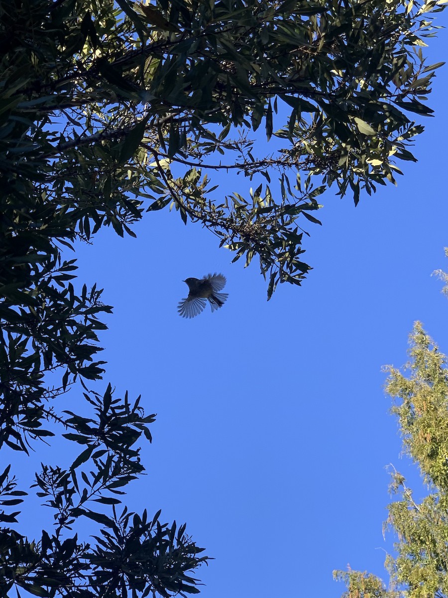 Ruby-crowned Kinglet - ML647102287