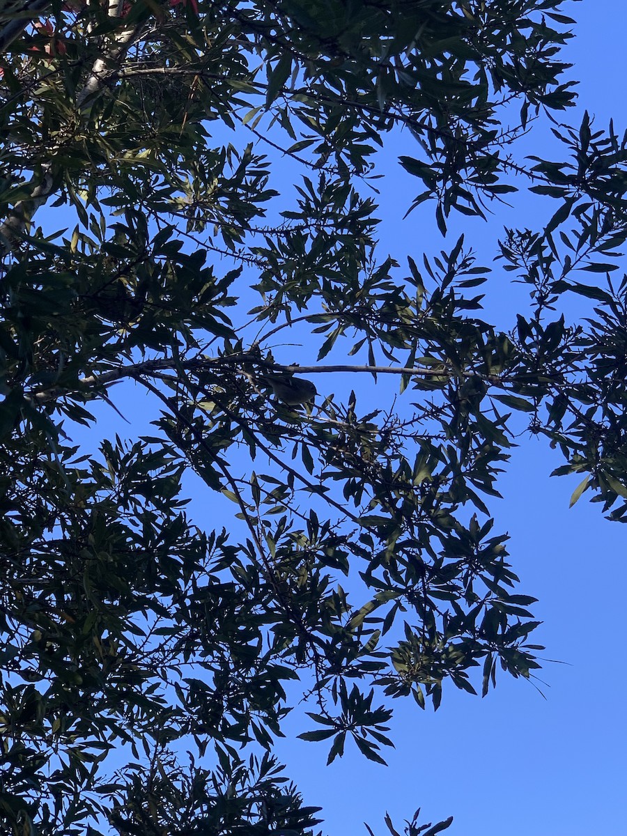 Ruby-crowned Kinglet - ML647102288