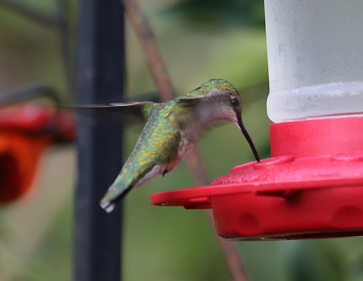 Ruby-throated Hummingbird - ML647102289