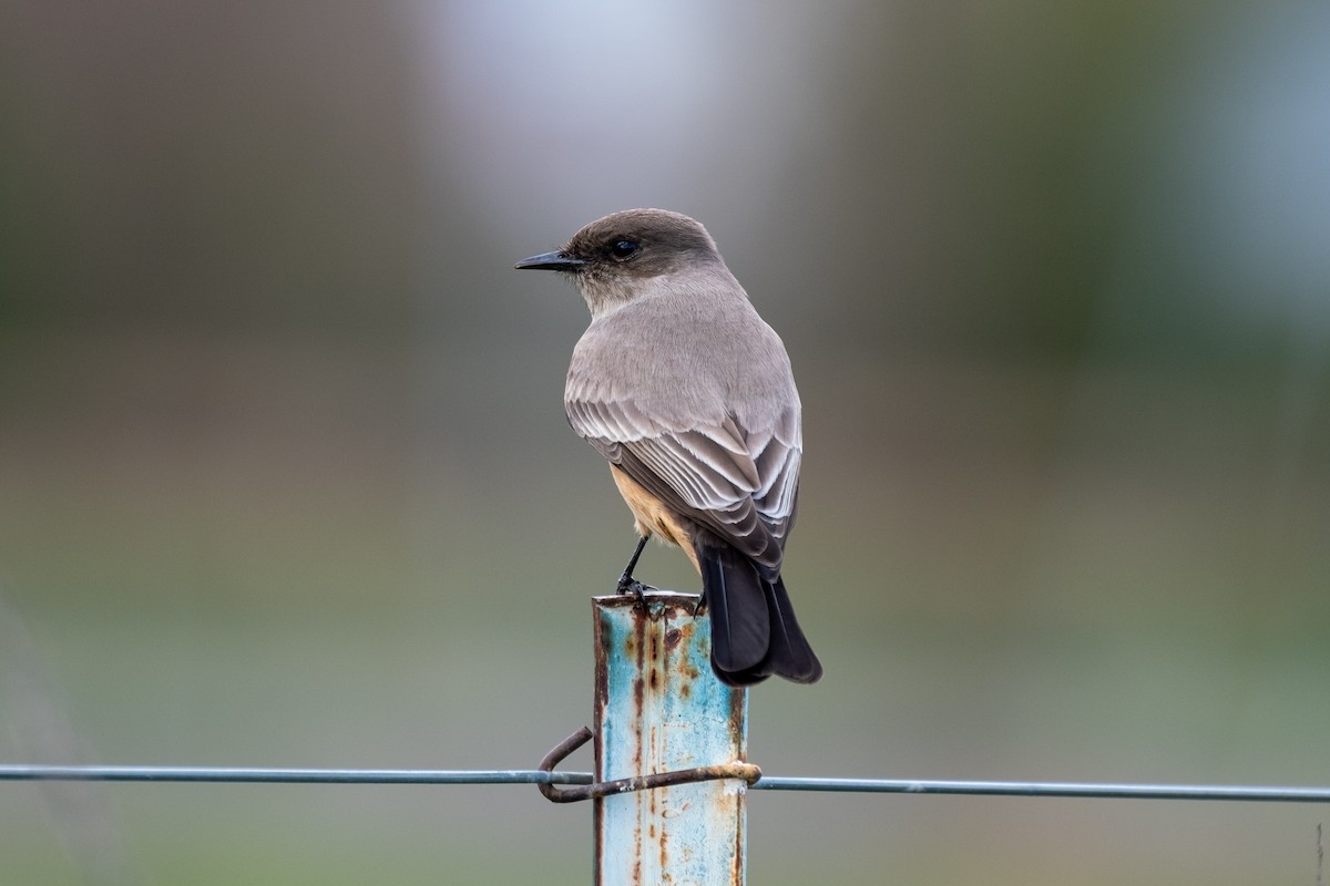 Say's Phoebe - ML647102294
