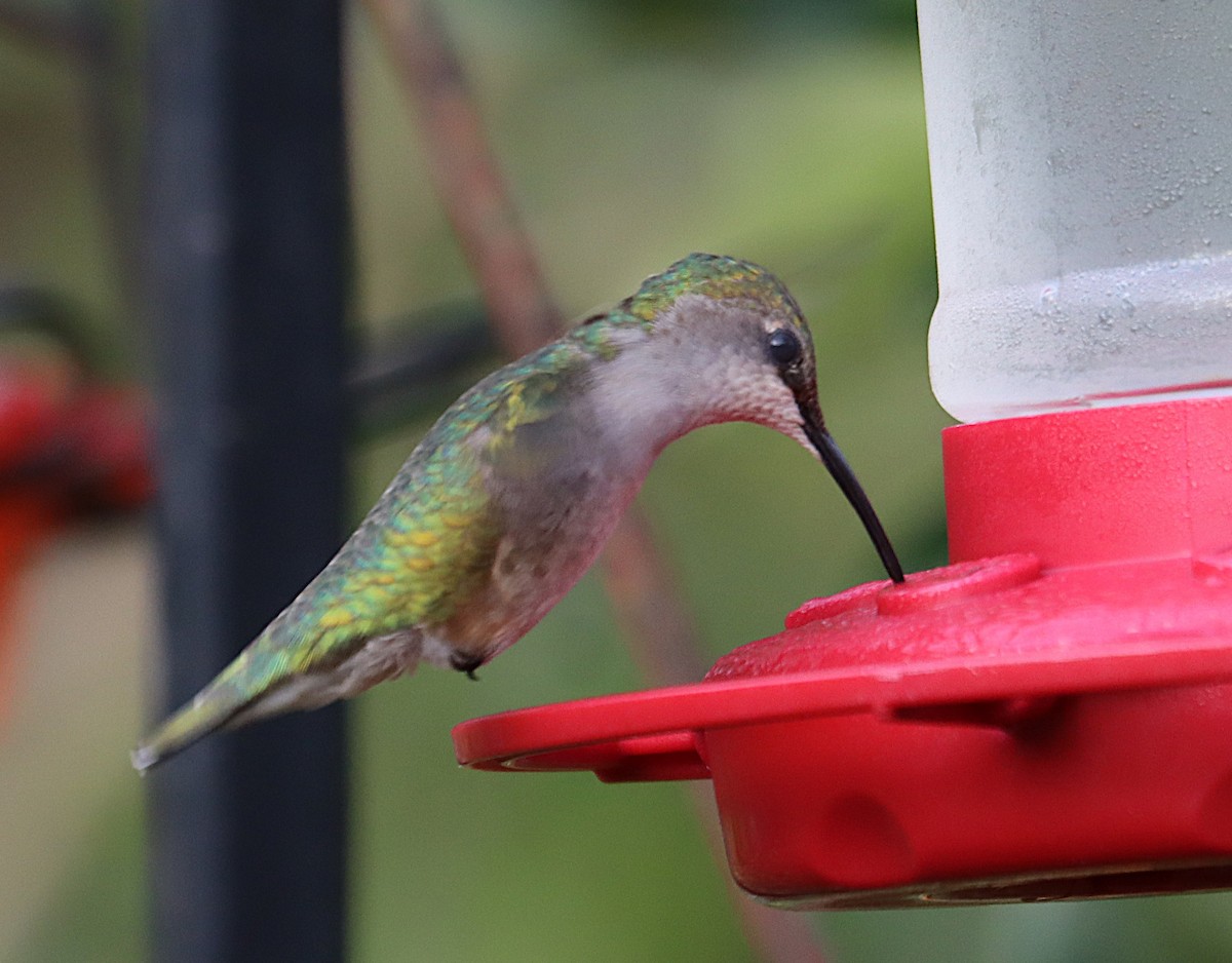 Ruby-throated Hummingbird - ML647102298
