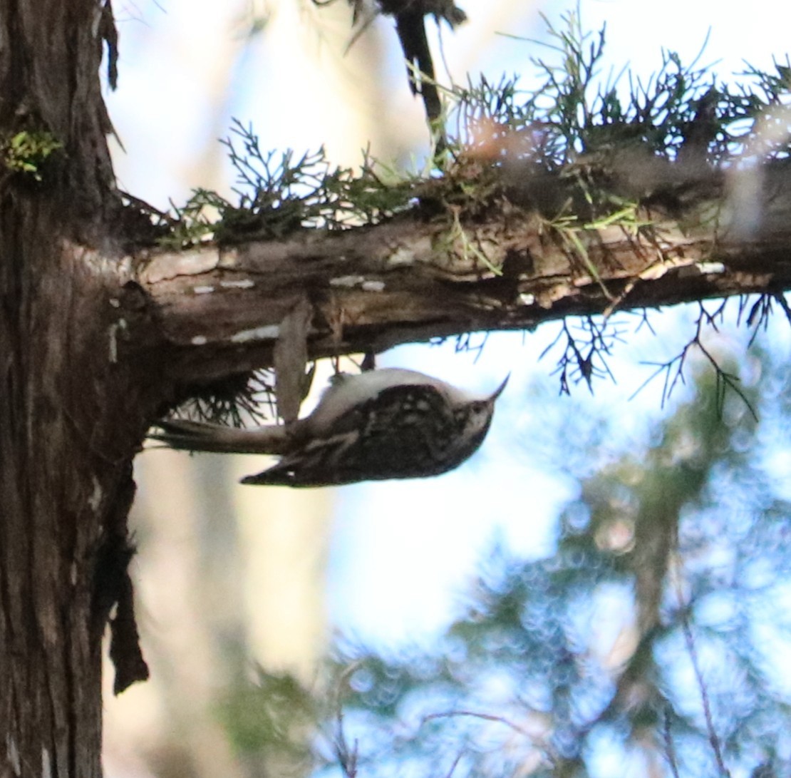 Brown Creeper - ML647102302