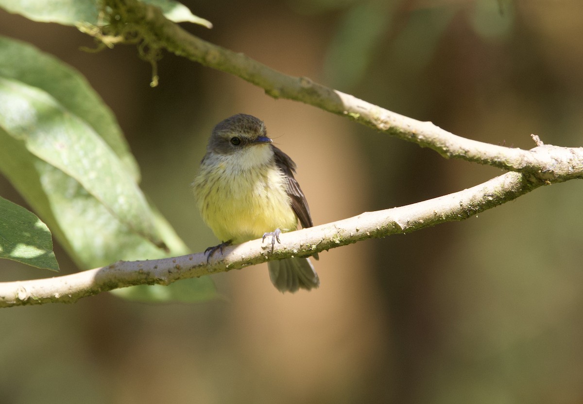 Brujo Flycatcher (Galapagos) - ML647102305