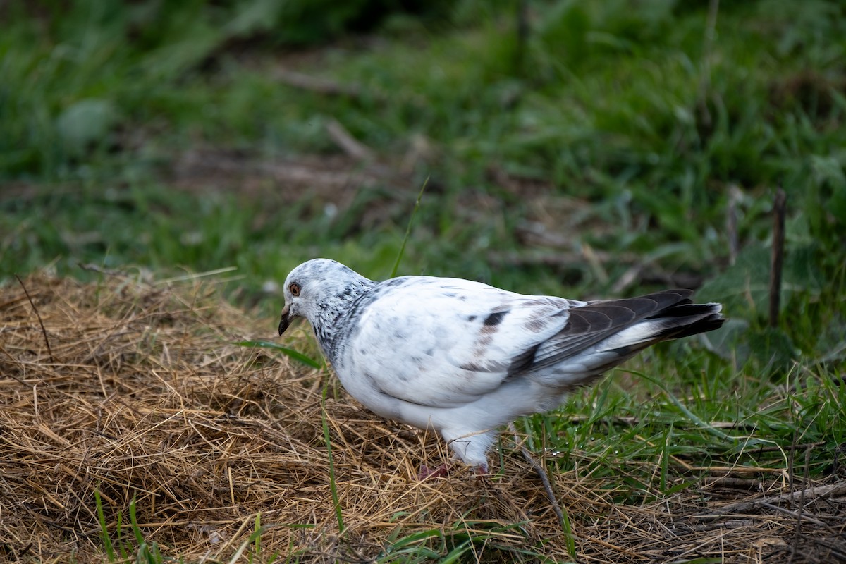 holub skalní (domácí) - ML647102307