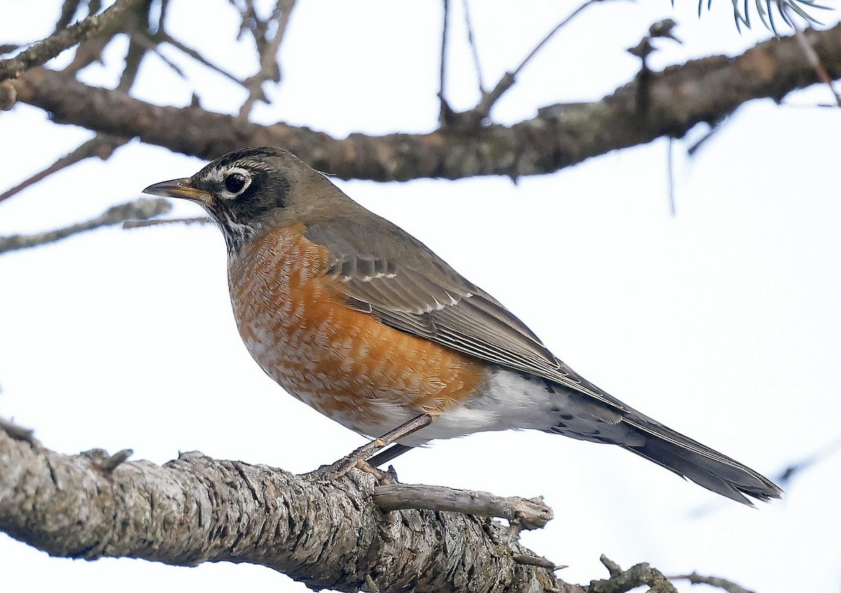 קיכלי נודד - ML647102309