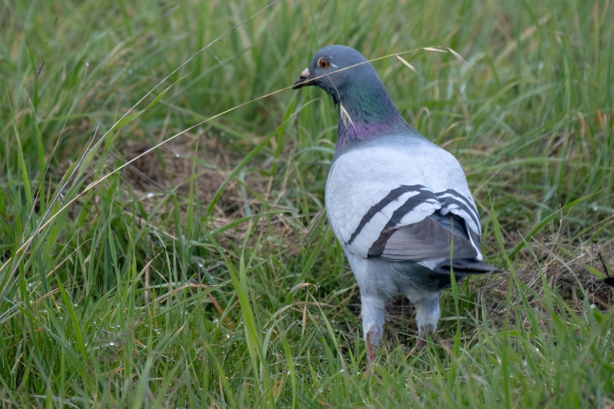 holub skalní (domácí) - ML647102310