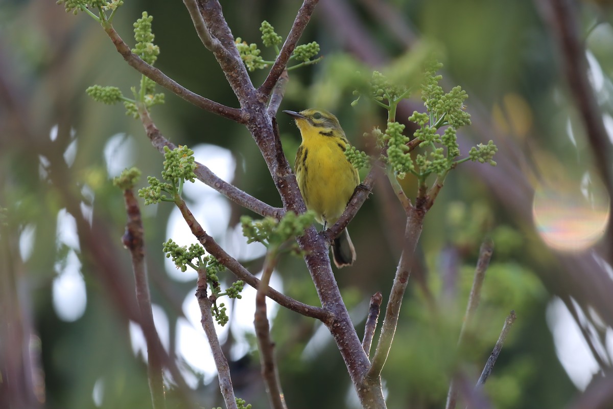 Prairie Warbler - ML647102313