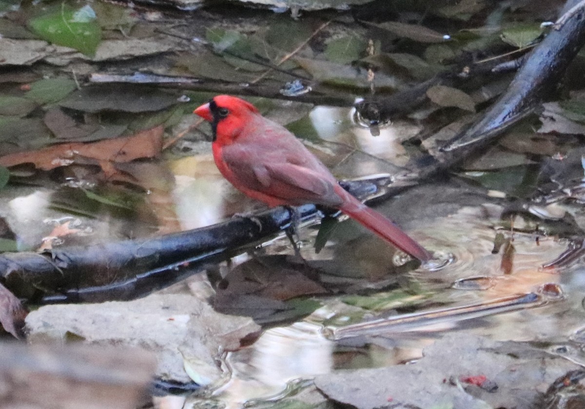 Northern Cardinal - ML647102320