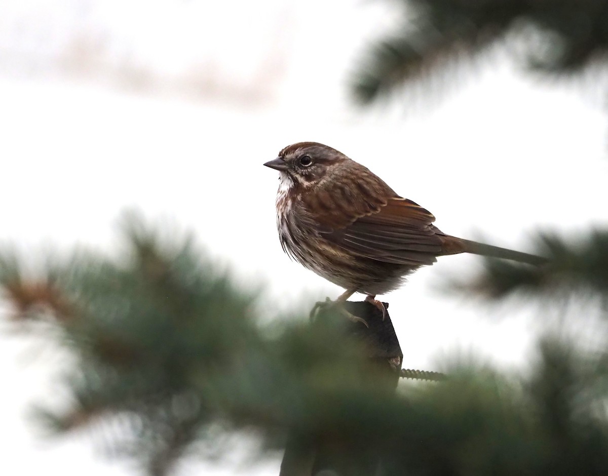 Song Sparrow - ML647102321