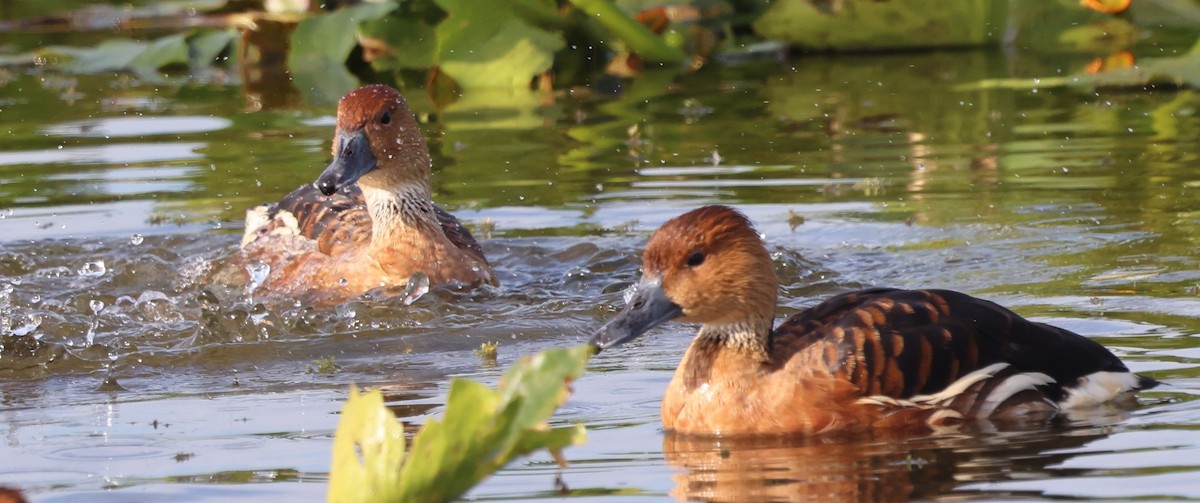 Fulvous Whistling-Duck - ML647102325