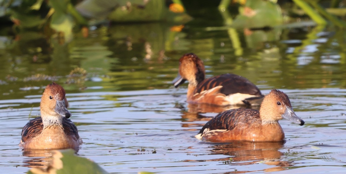 Fulvous Whistling-Duck - ML647102326
