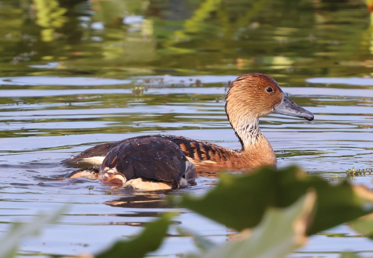 Fulvous Whistling-Duck - ML647102327