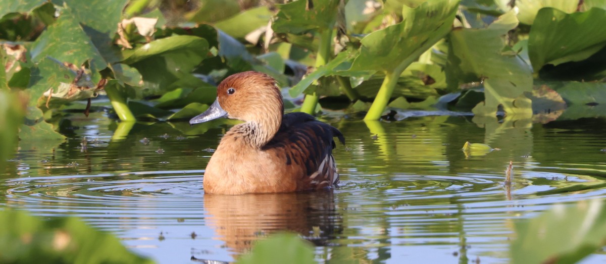Fulvous Whistling-Duck - ML647102328